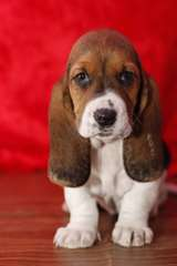 Chiot type basset hound à donner contre bons soin