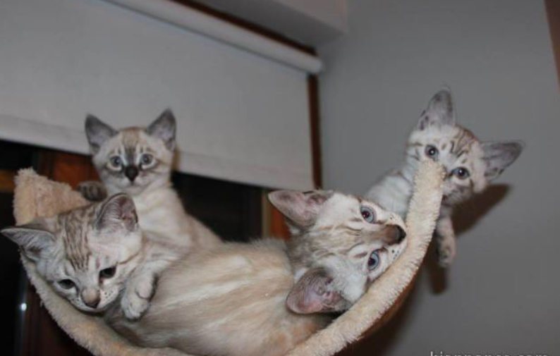 Magnifique chatons race Bengale à adopter