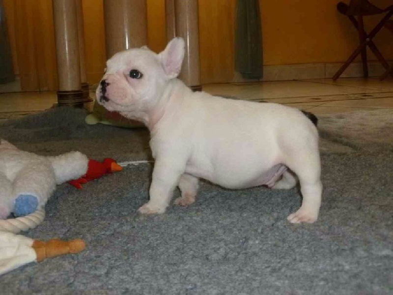 ADorable bouledogue français femelle non lof