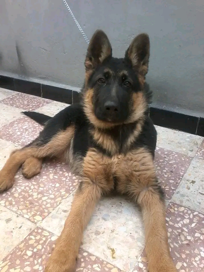 Maison de vente de chien