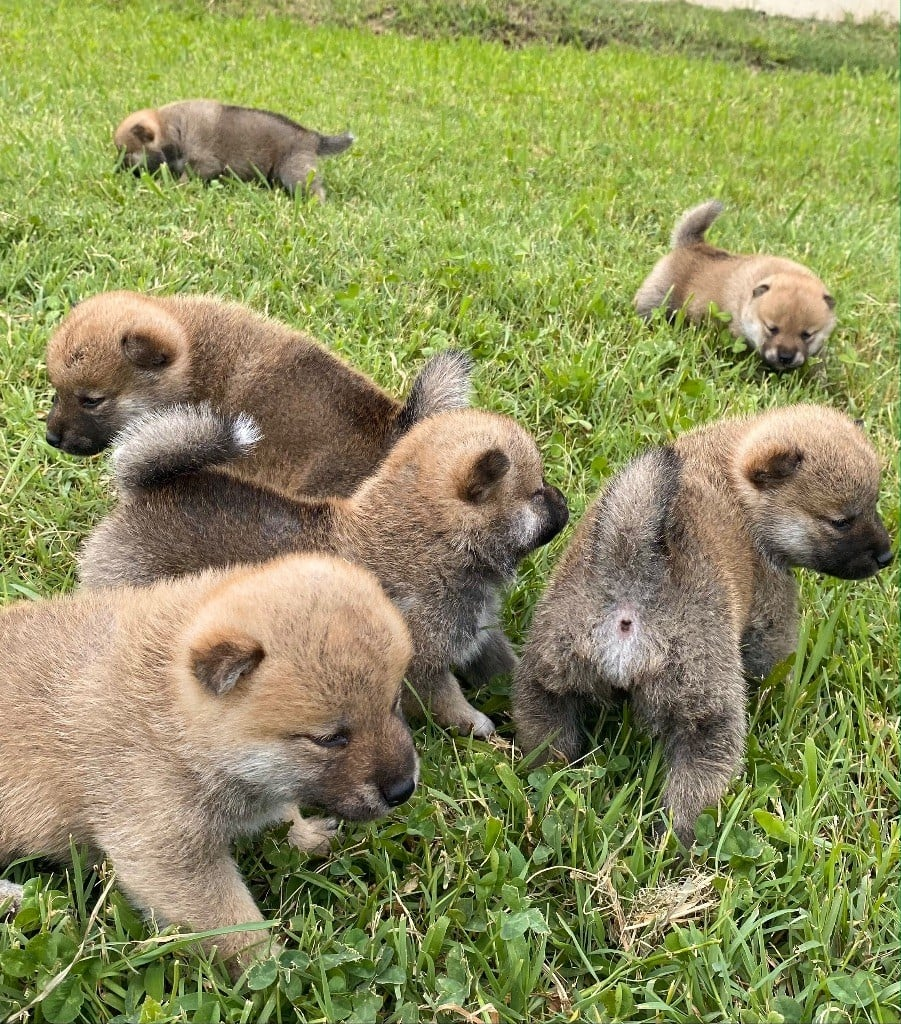 Chiots Shiba nous cherchons une famille pour l’accueillir