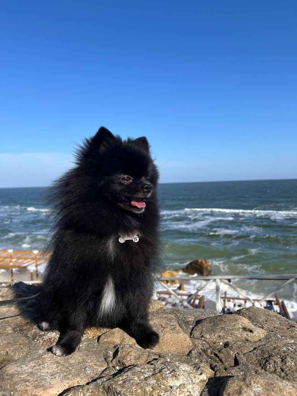 Pomeranian Pom. Korean - Miniature 2