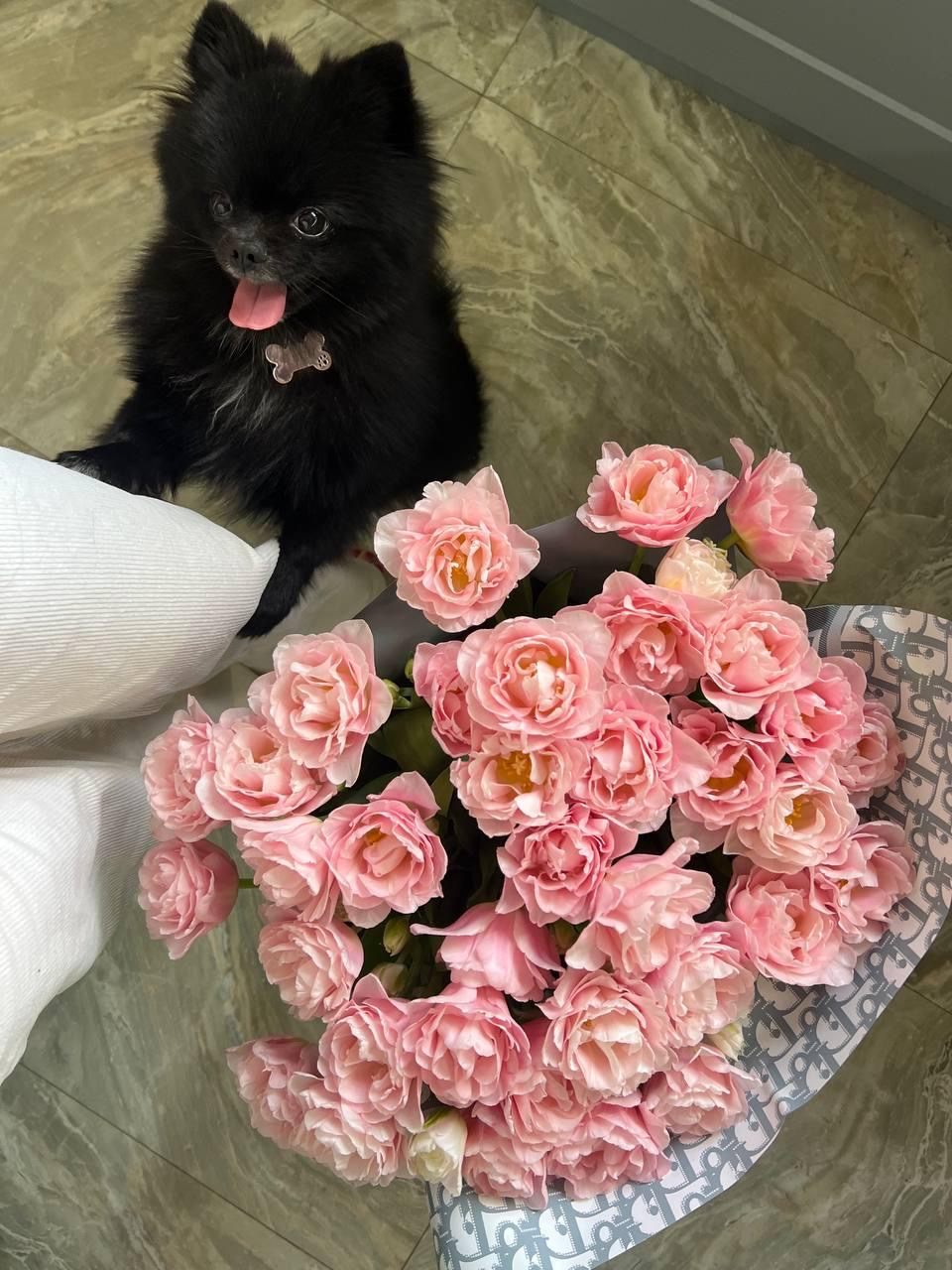 Pomeranian Pom. Korean