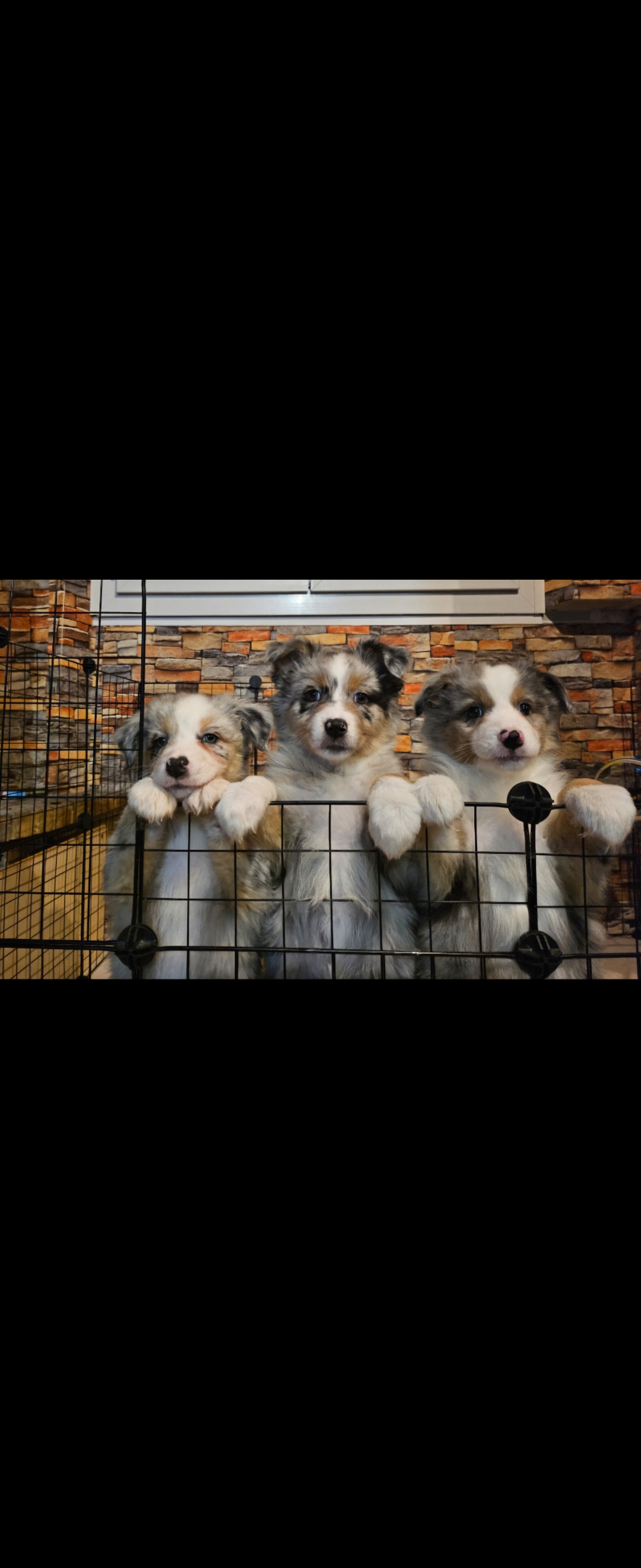 Magnifiques chiots berger australien à vendre