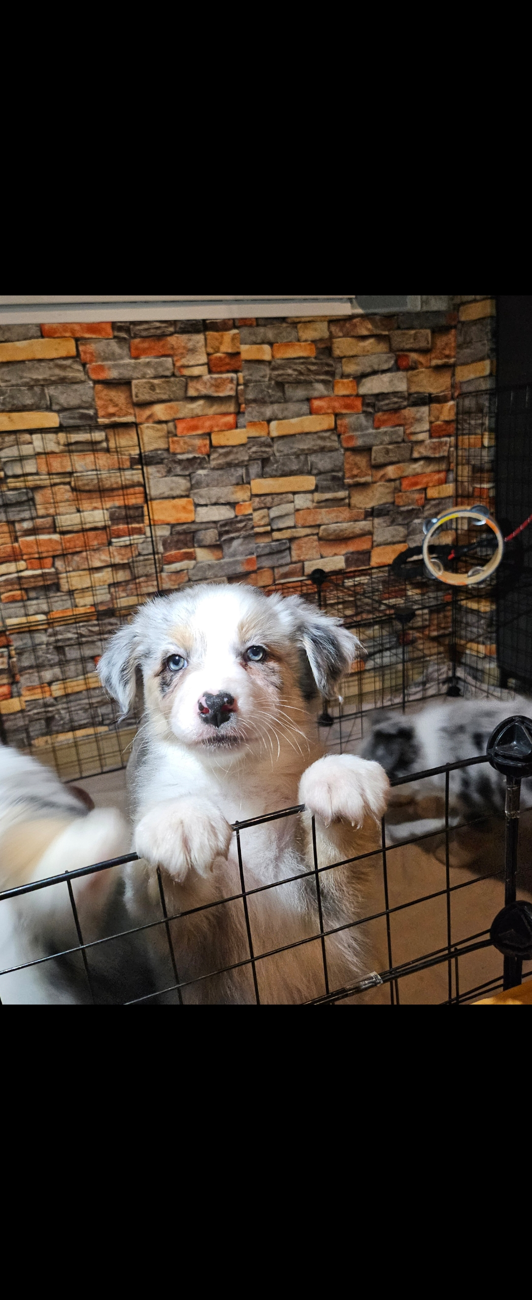 Magnifiques chiots berger australien à vendre - Miniature 3