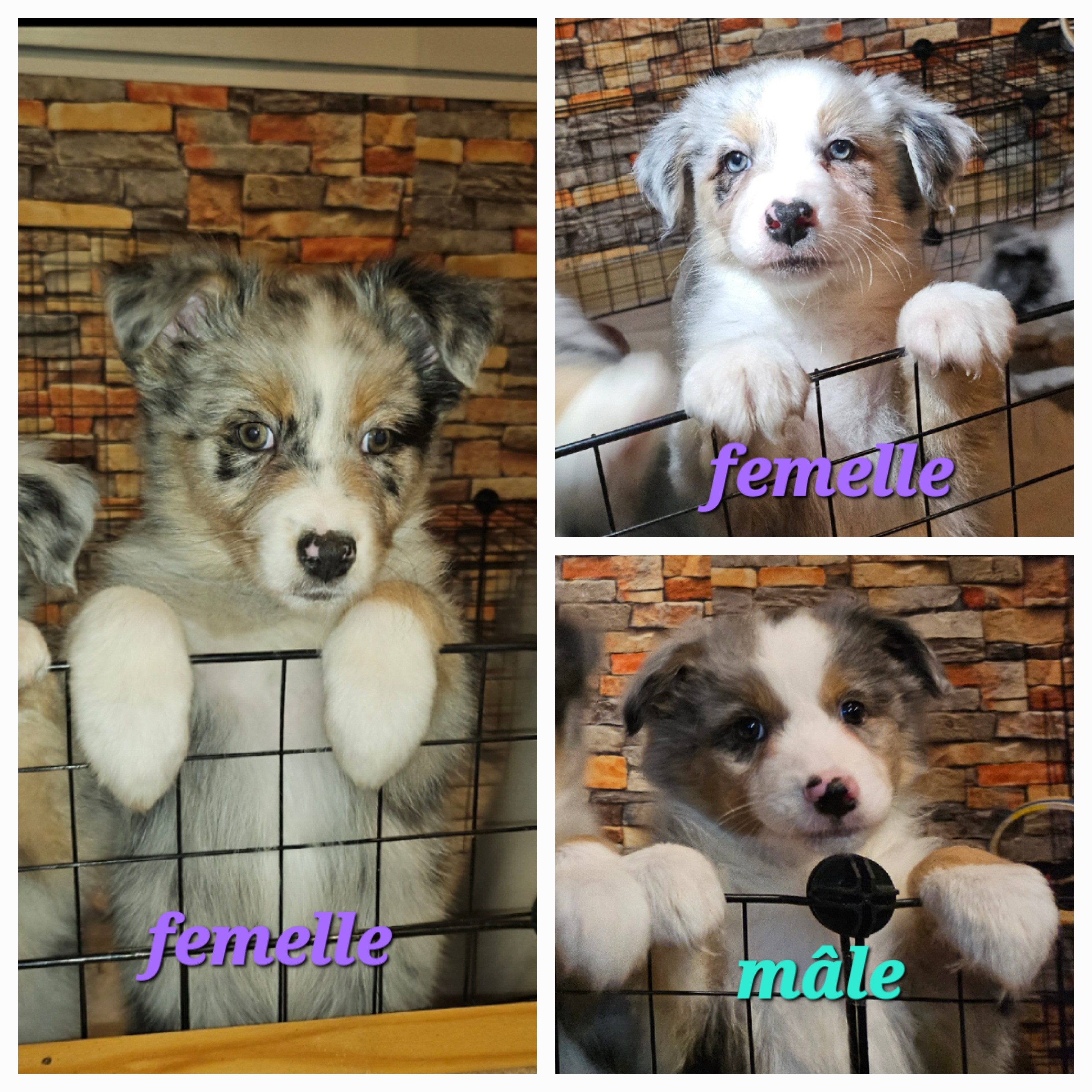 Magnifiques chiots berger australien à vendre - Miniature 5