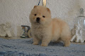 CHIOT CHOW CHOW Male a donner