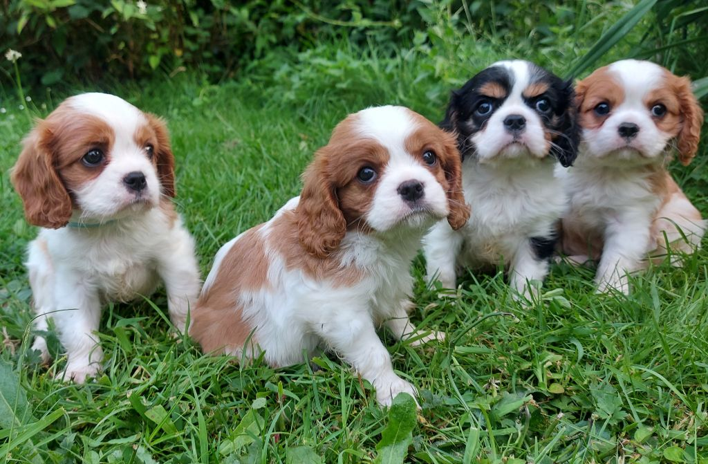 chiot Cavalier King Charles pour adoption