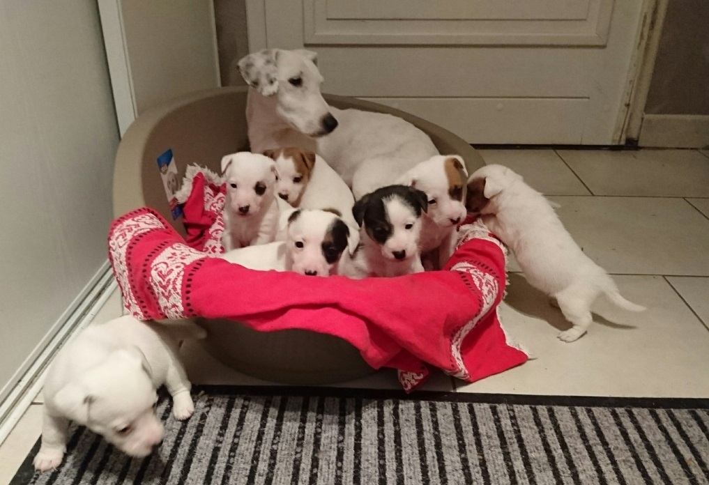 Jack Russell