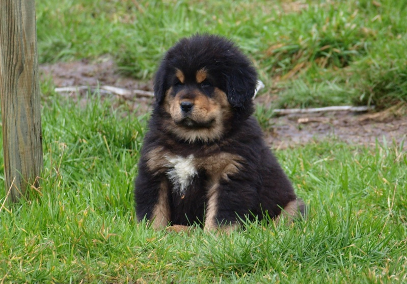 Le dogue du Tibet chiot