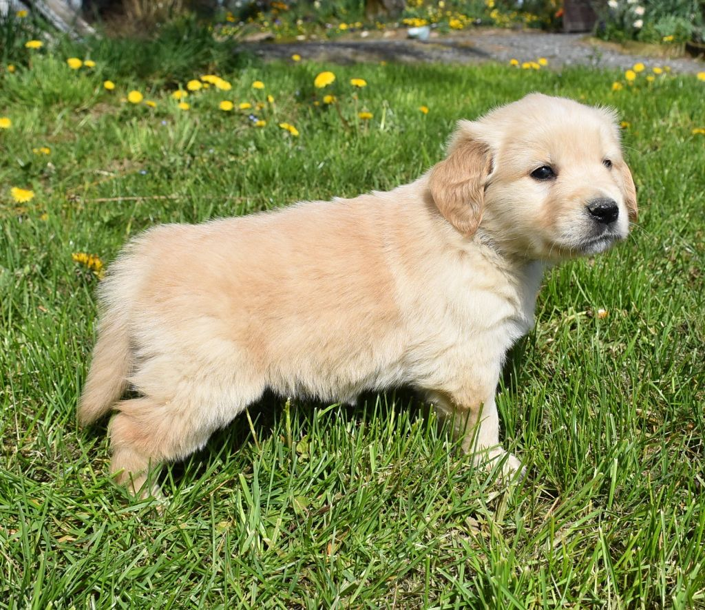 Chiot Golden Retriever