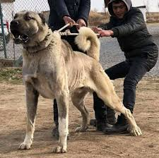 KANGAL BERGER CHIOTS