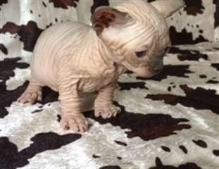 Très beau chaton nu, sans poils sphynx à donner