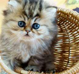 2 beaux chatons persan à donner