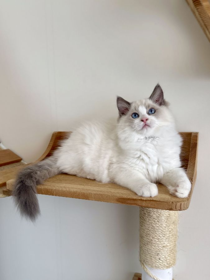 Deux chatons ragdoll mâle et femelle