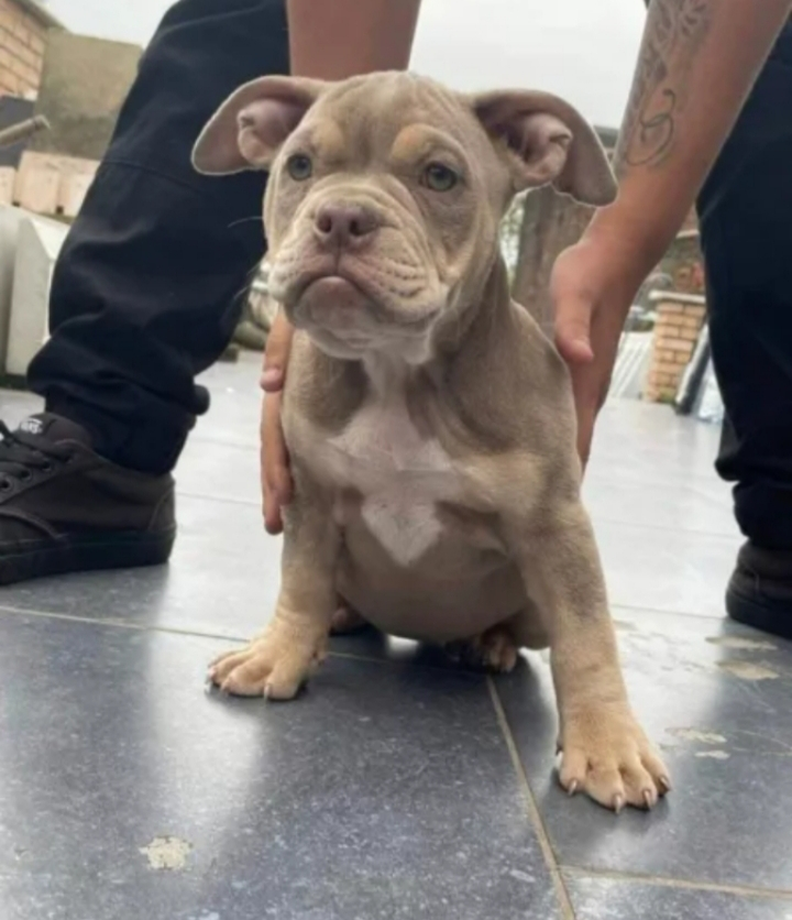 Chiots américains