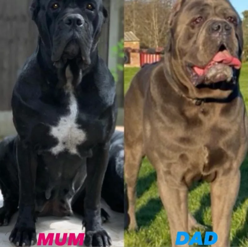 CHIOTS PEDIGREE CANE CORSO DISPONIBLES MAINTENANT