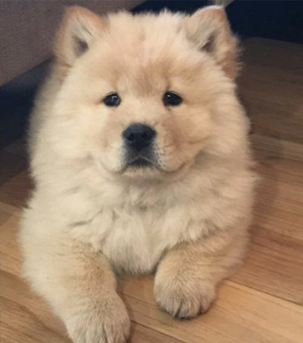 Chiots chowchow lof