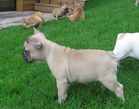 Bébés bouledogue français LOF