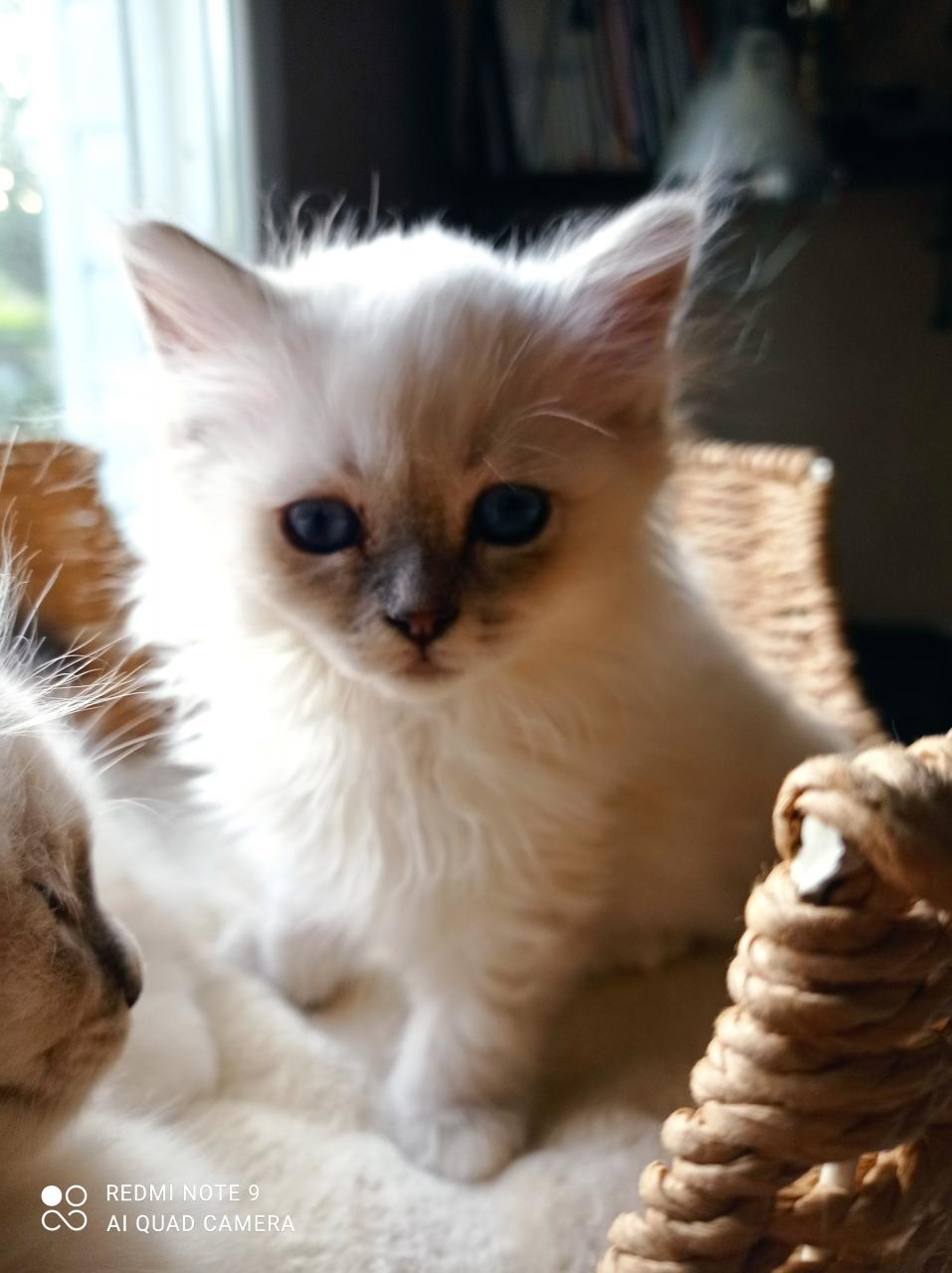 Chaton Sacré De Birmanie