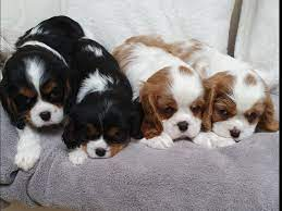 4 adorables chiots cavalier king charles lof