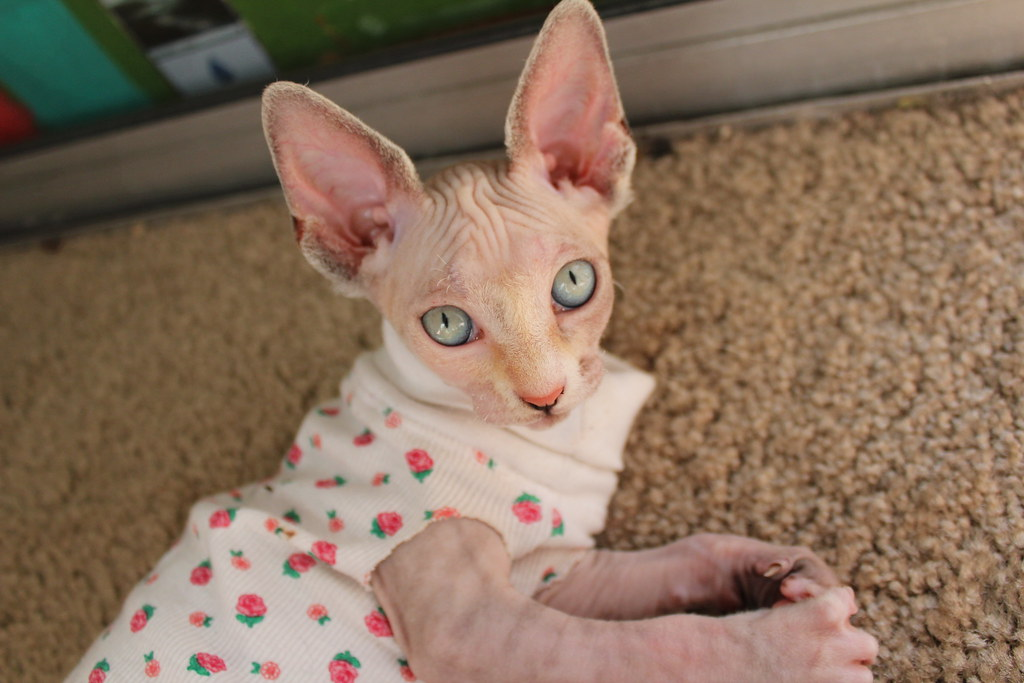 Chaton Sphynx femelle