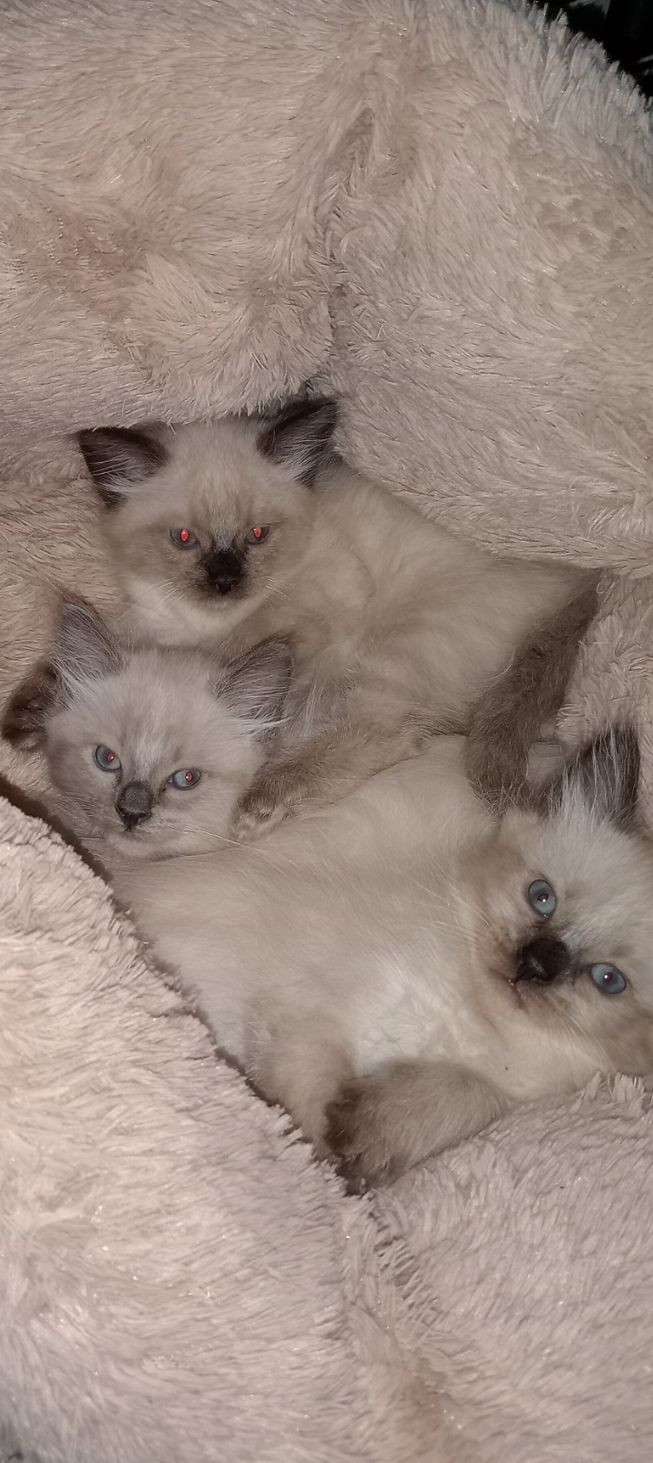 Chat persan - Miniature 2