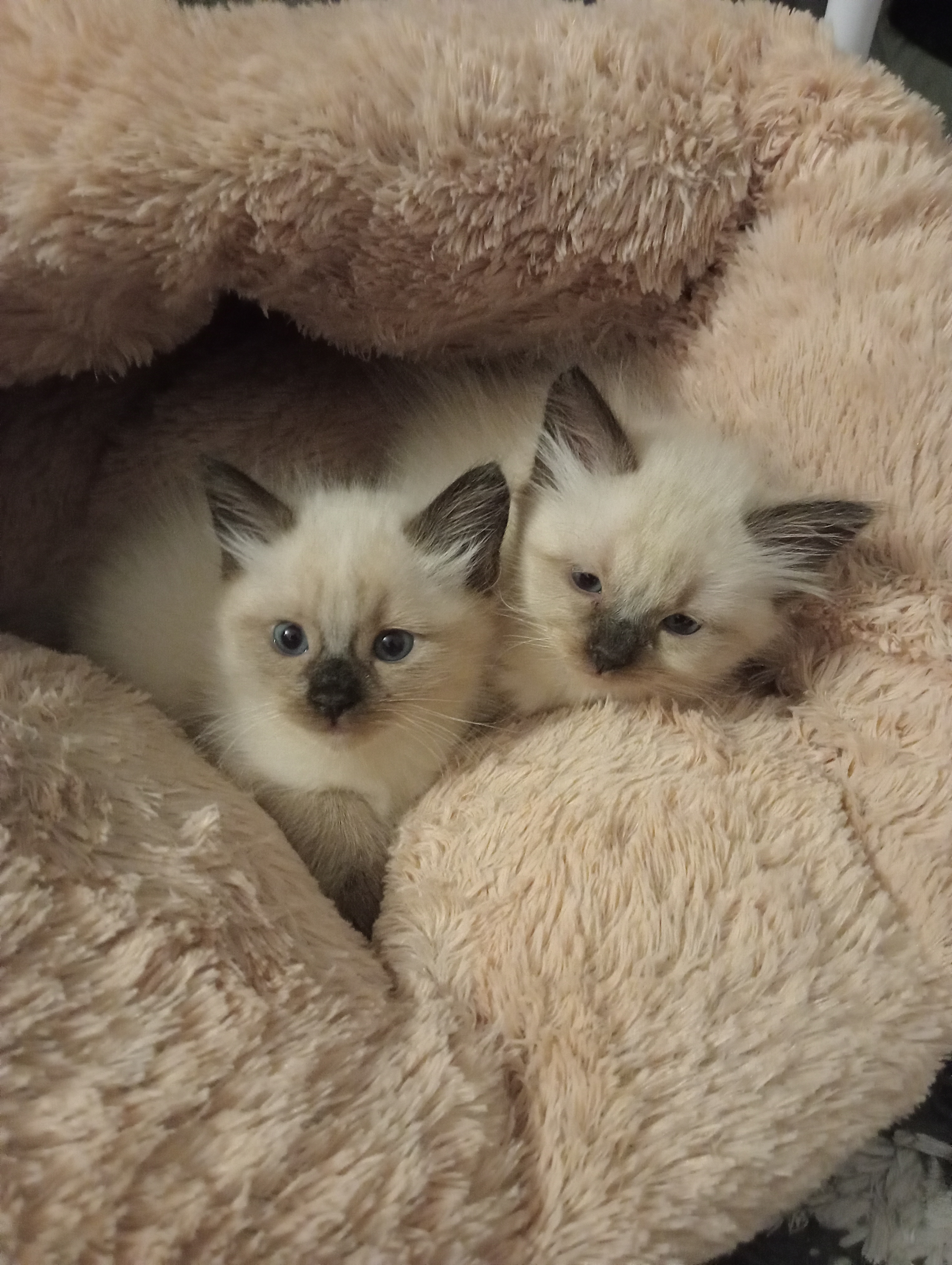 Chat persan - Miniature 10