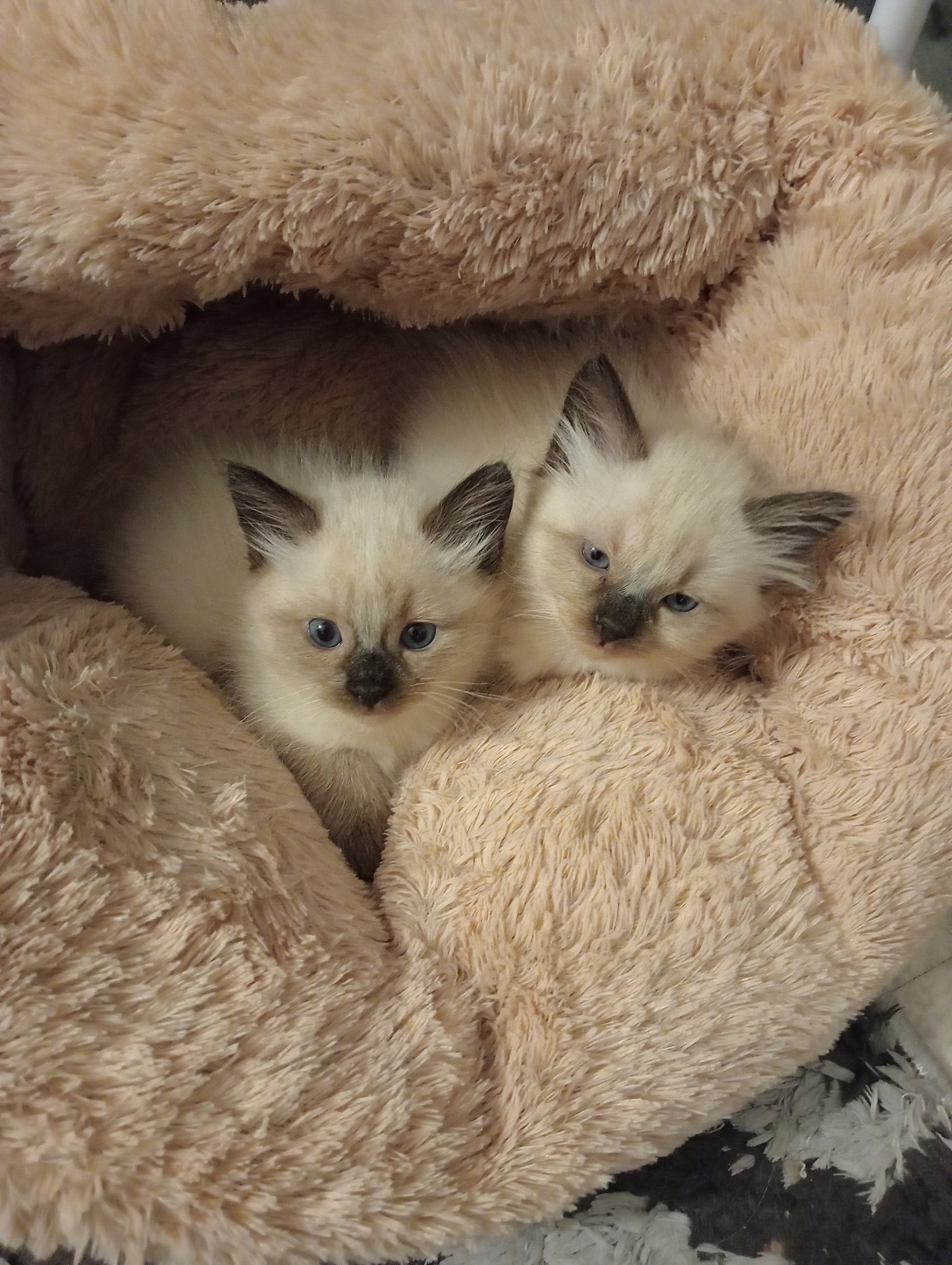 Chat persan - Miniature 6