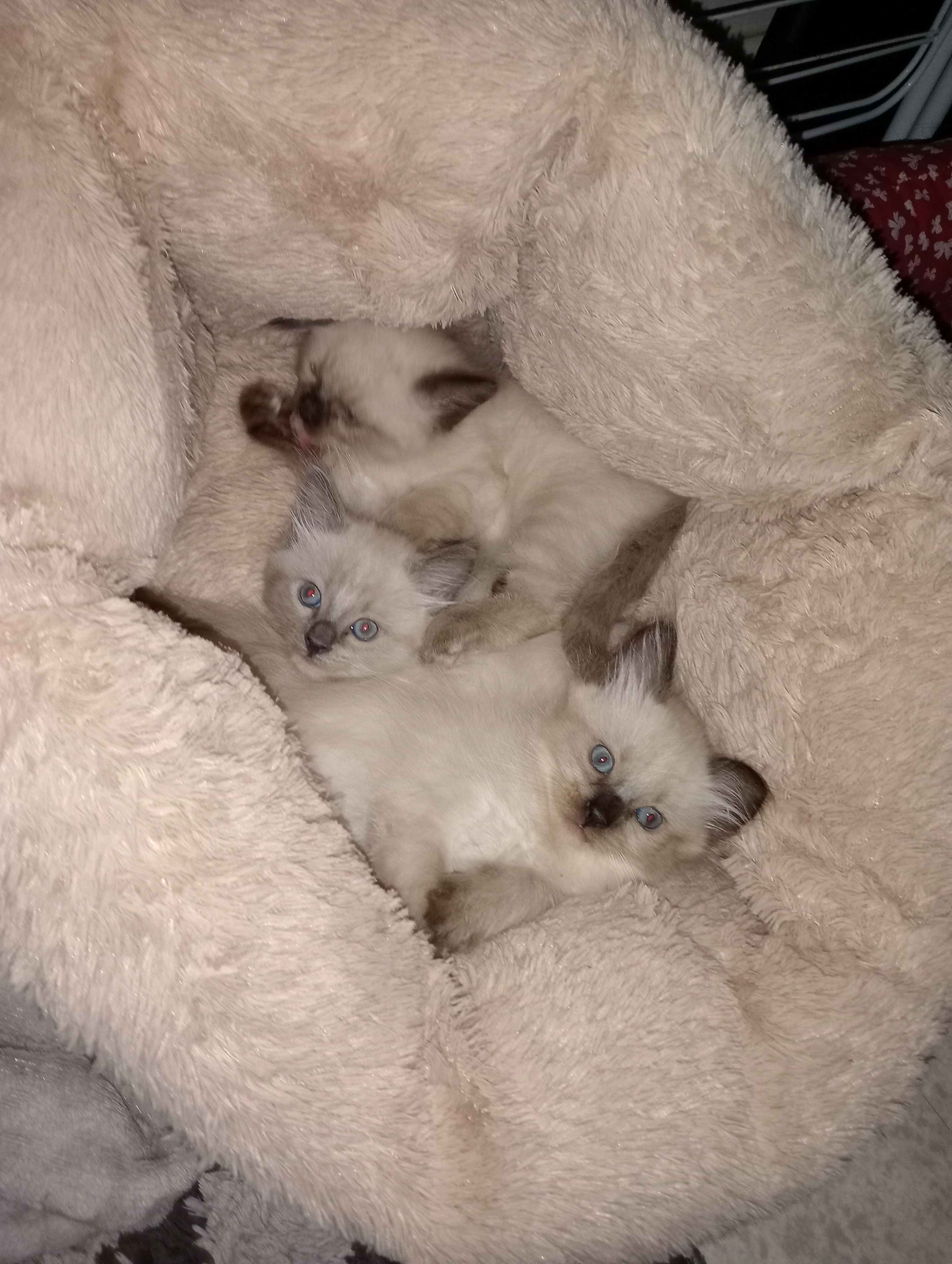 Chat persan - Miniature 3
