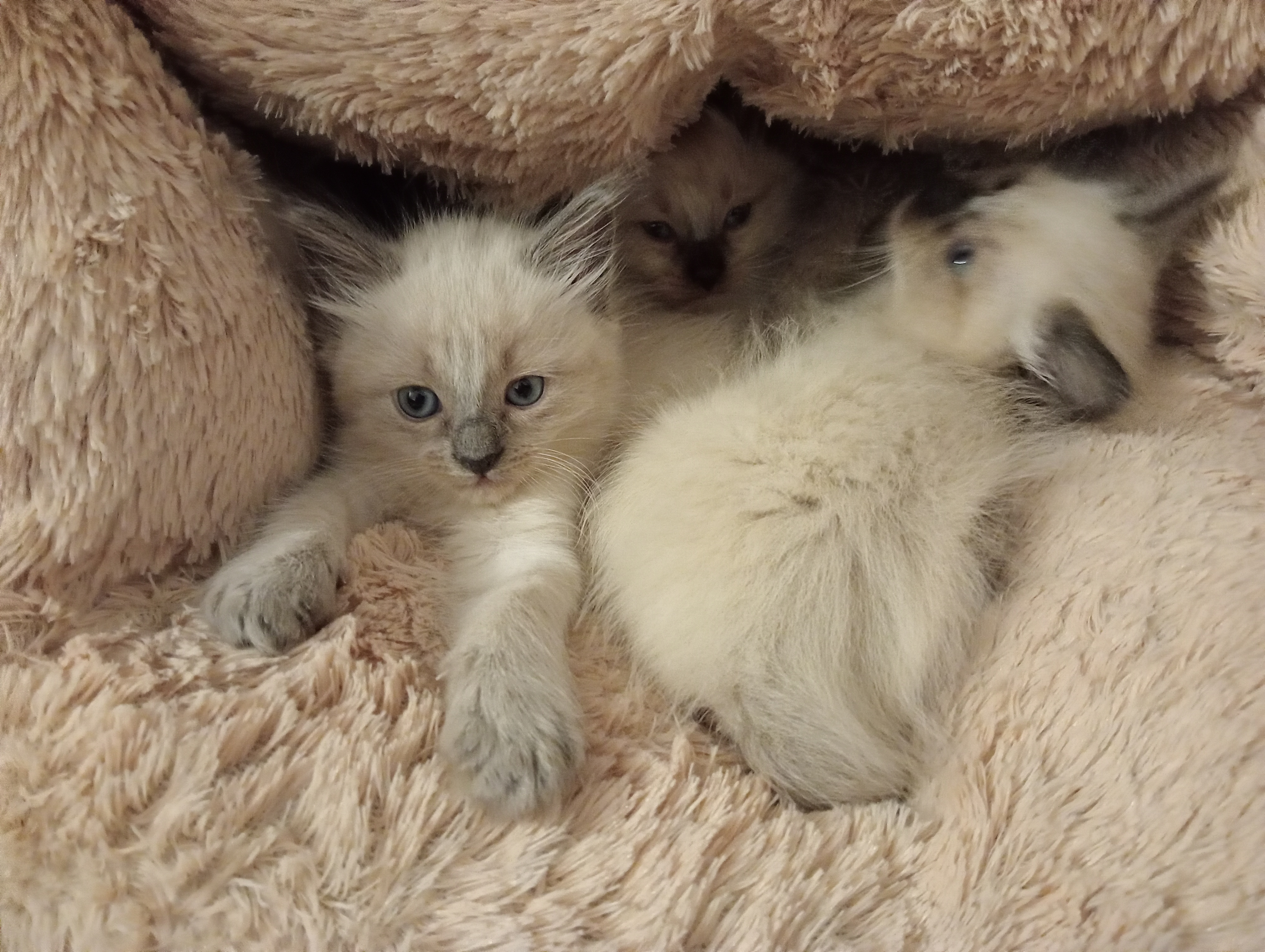 Chat persan - Miniature 7