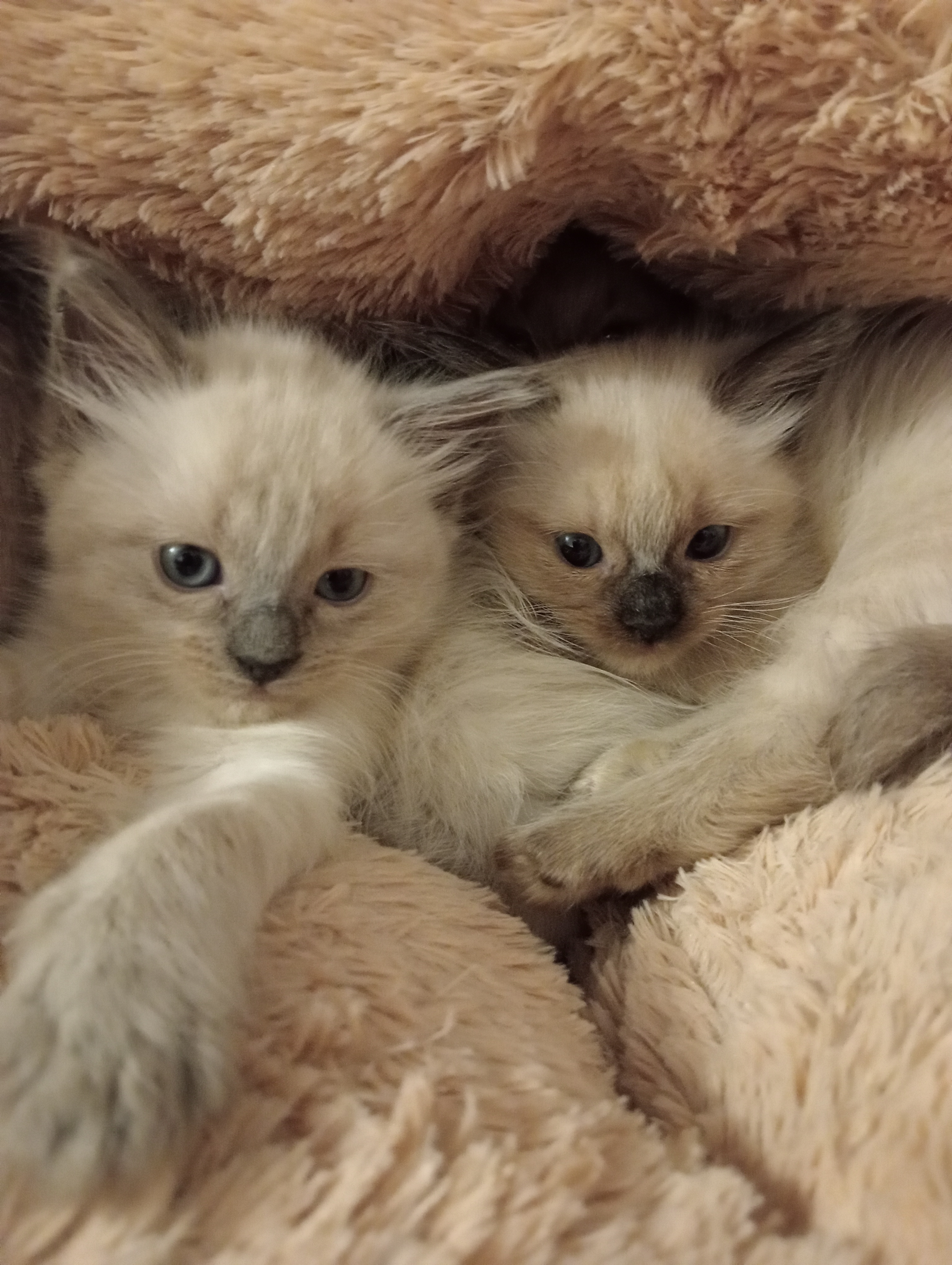 Chat persan
