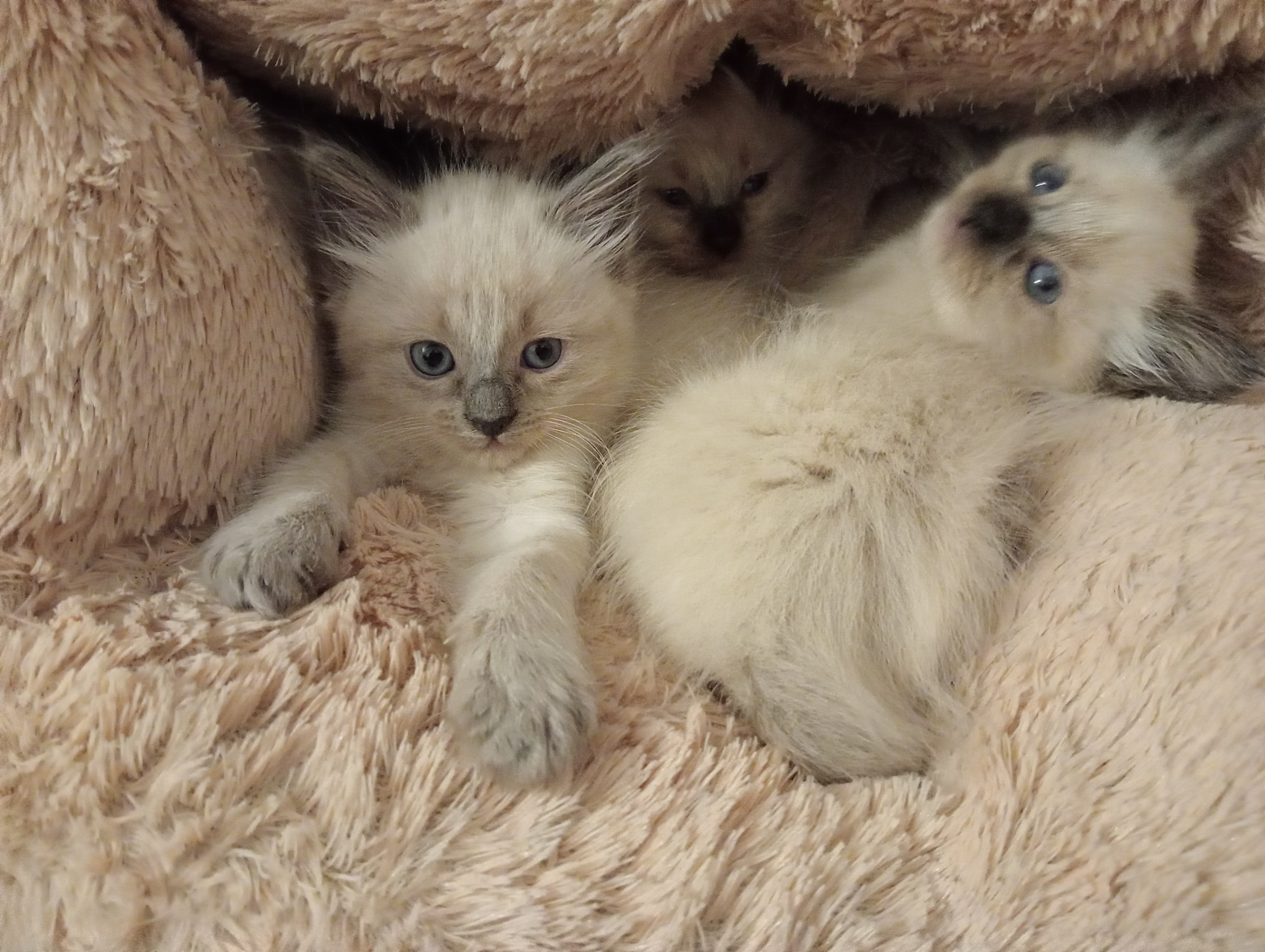 Chat persan - Miniature 12