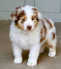 Magnifiques chiots  berger australien lof