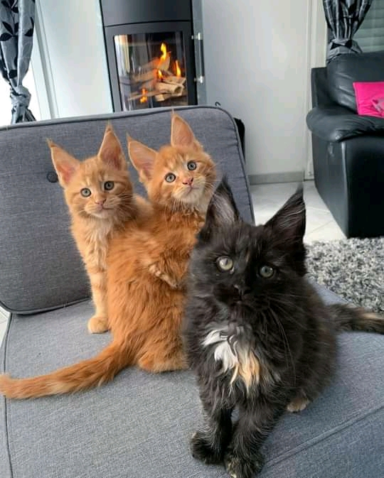 Adoptions Chatons maine coon.