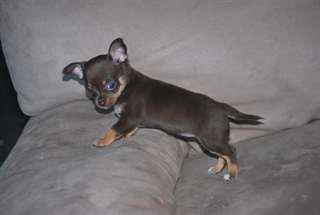 2 adorables chiots chihuahua chocolat à donner