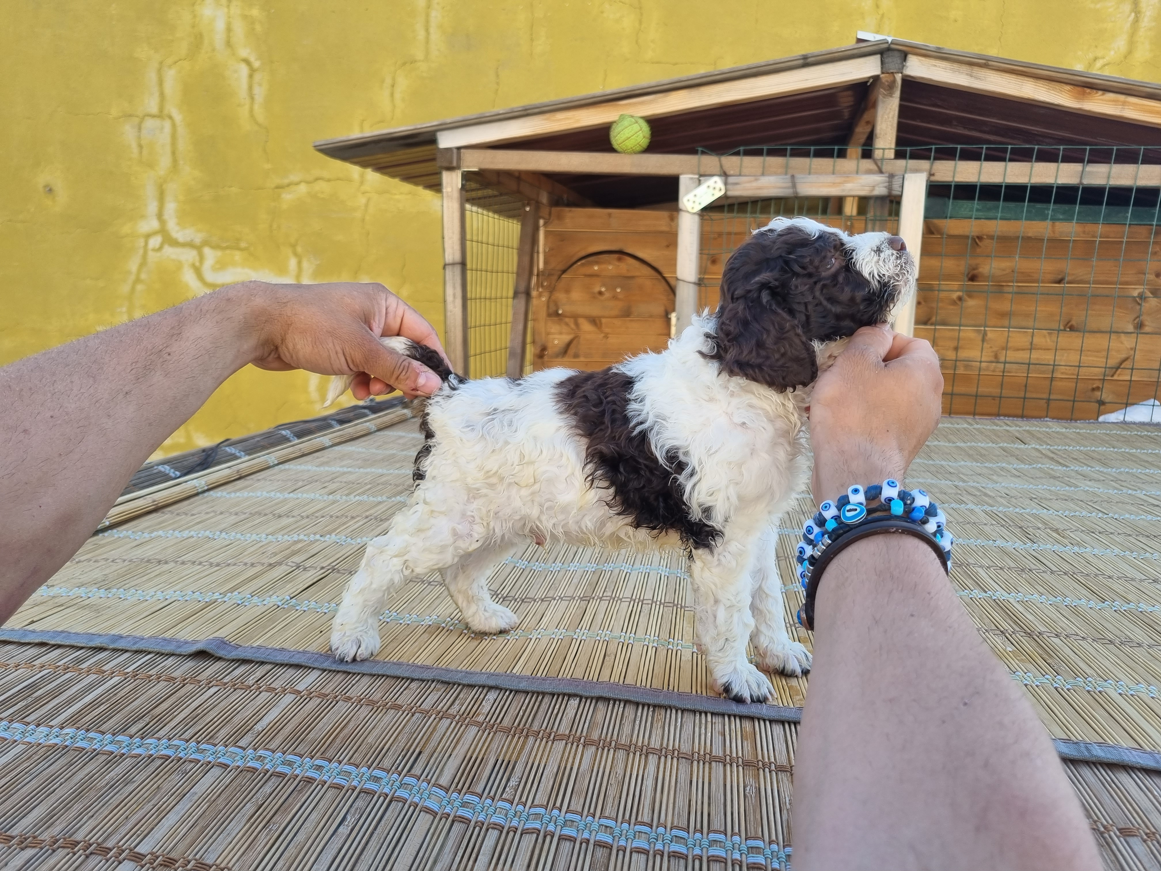 Chiots Lagotto Romagnolo