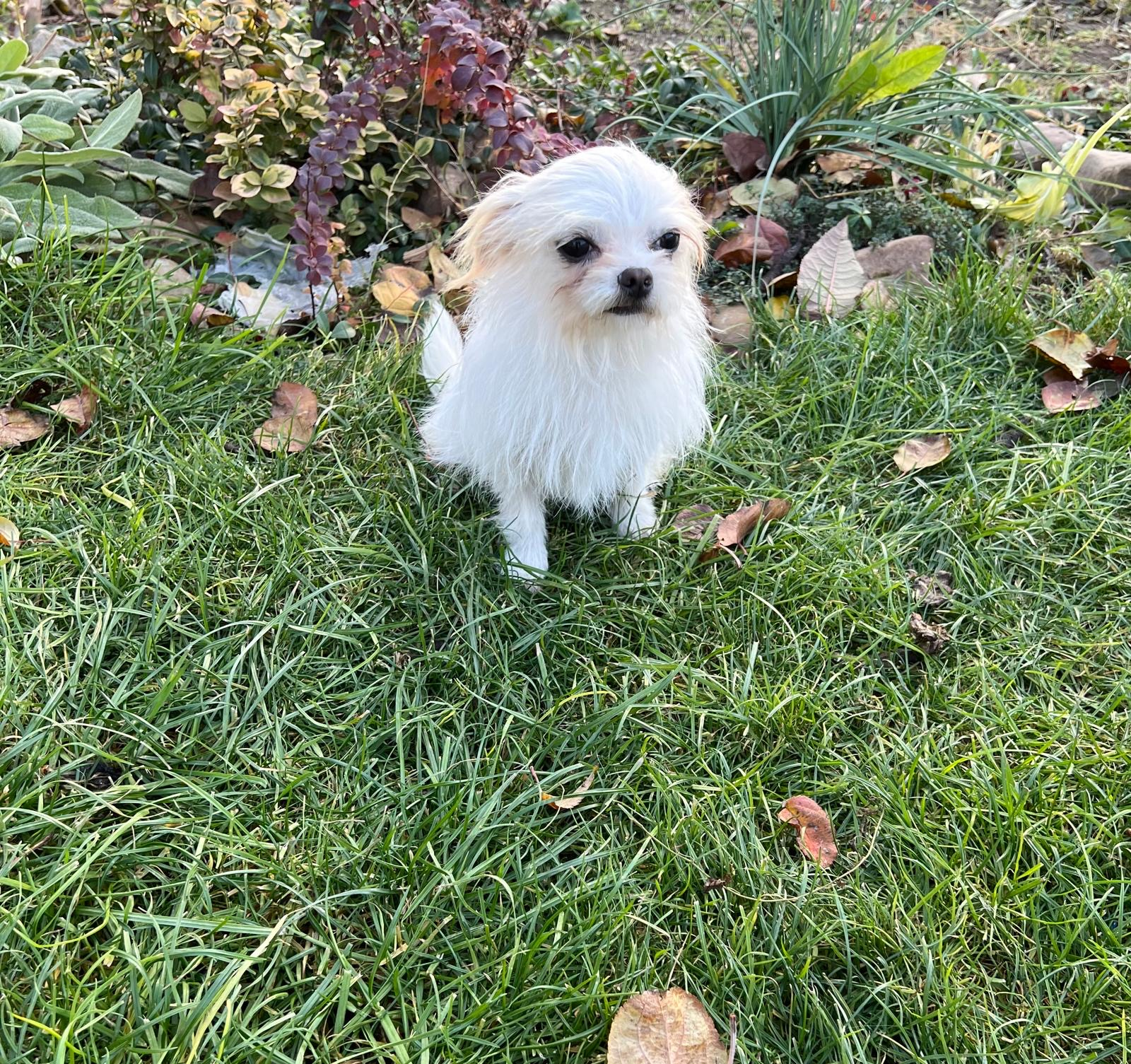 Chihuahua male - Miniature 2