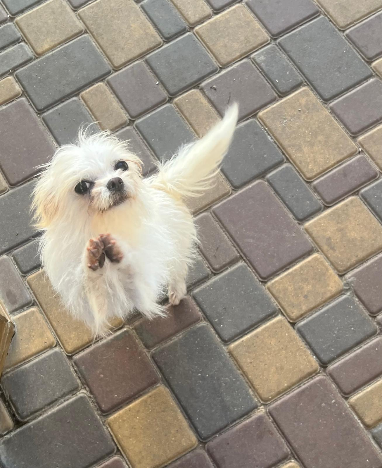 Chihuahua male