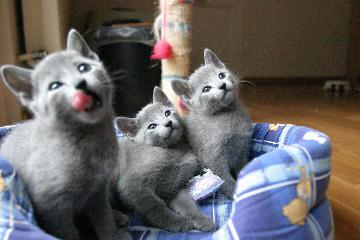 Chatons Bleu Russe à adopter, ils sont d'une beauté Incroyable