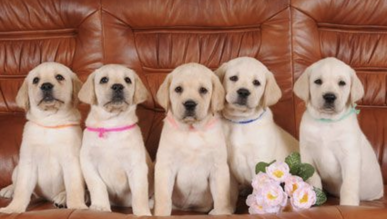 Chiots disponibles