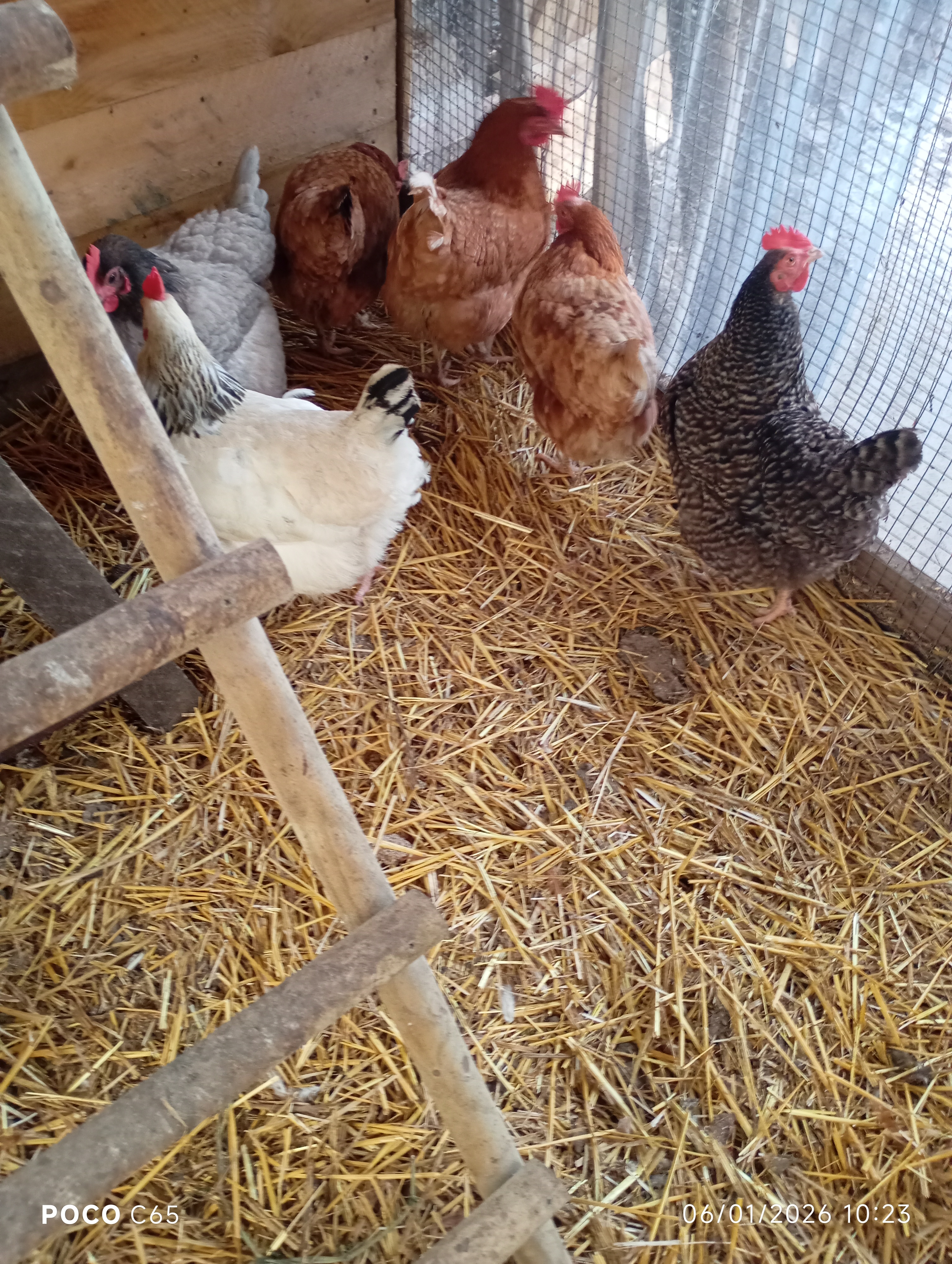 Poules pondeuses à vendre