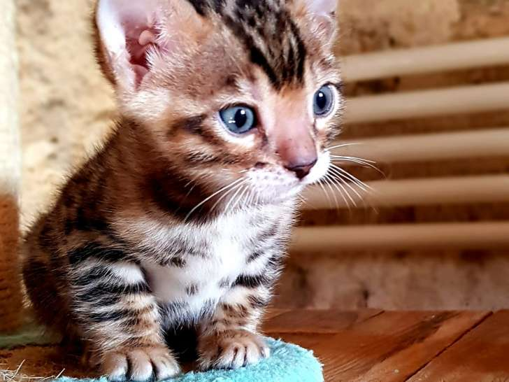 Chatons Bengal