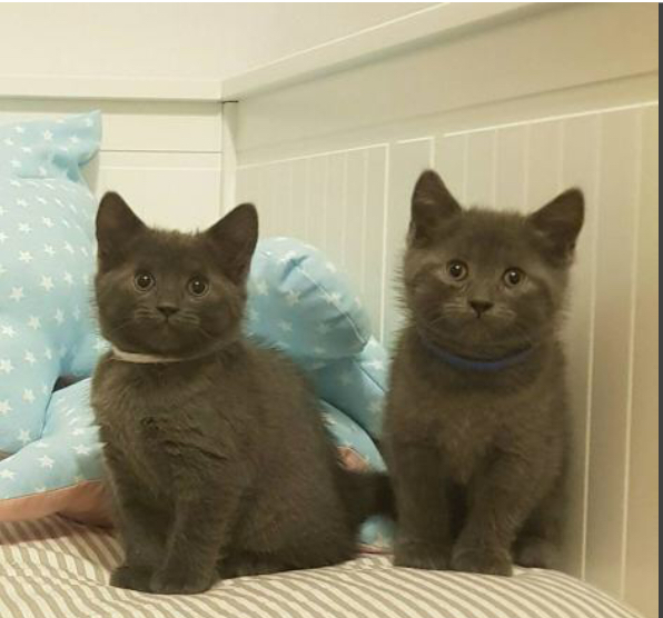 Magnifique chatons Charteux à adopter