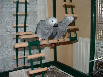 A donner contre bon soin un couple de perroquet
