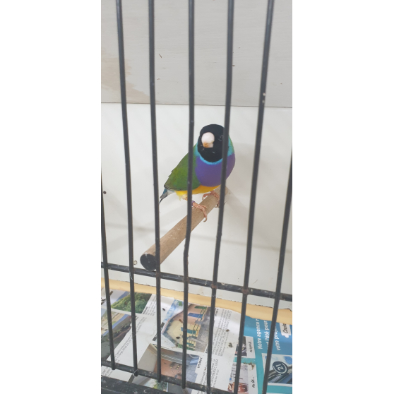 Vente d'oiseaux