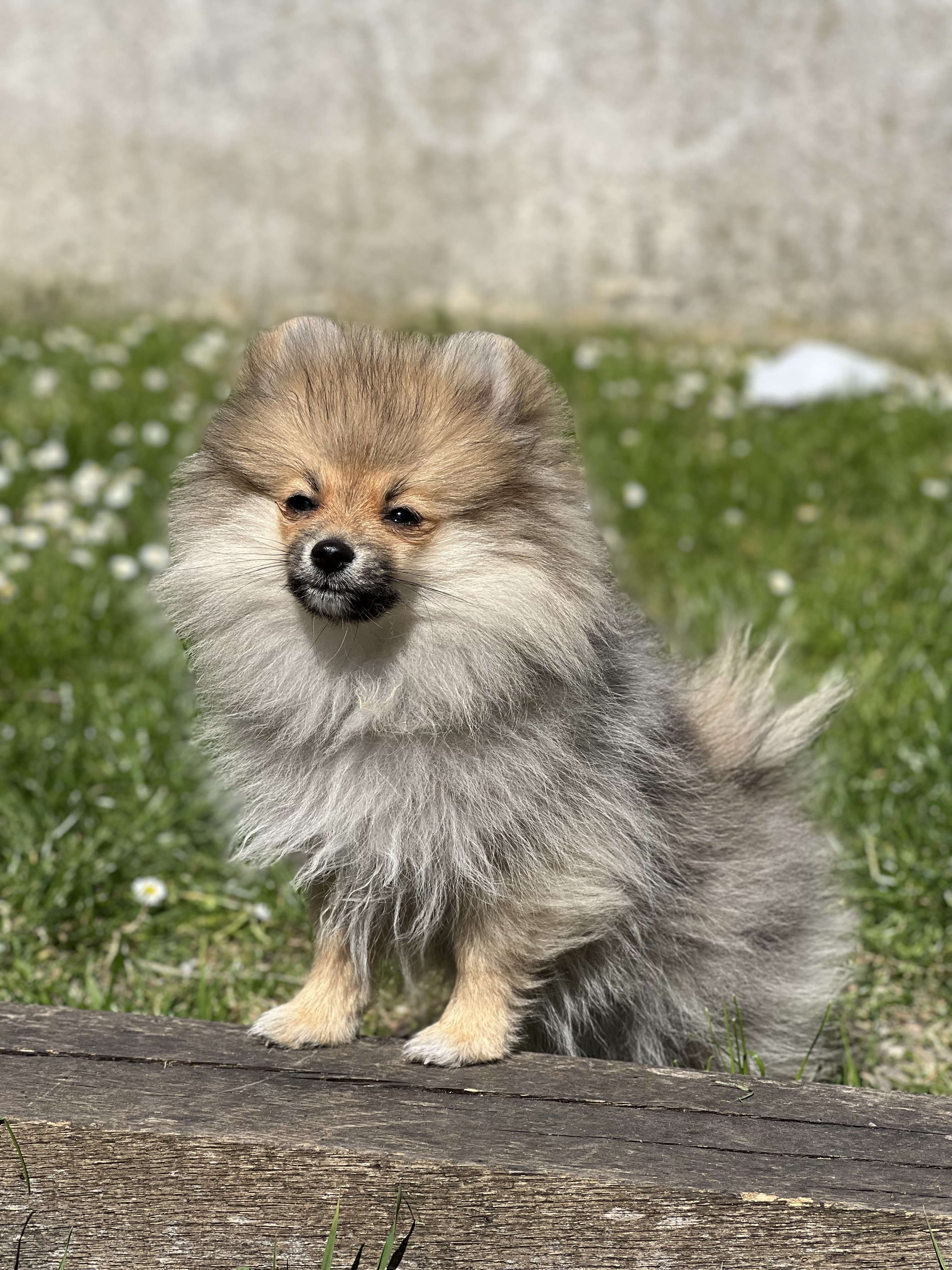 Adorable spitz nain à vendre