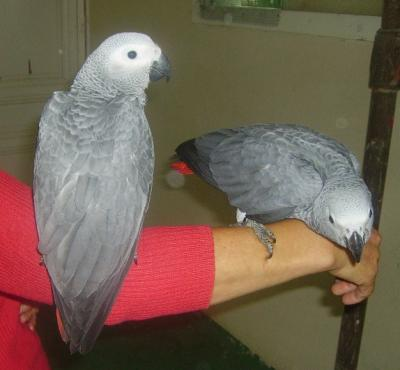 Superbe Couple de Perroquets Gris du Gabon