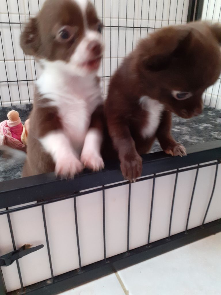 Chiots Chihuahua