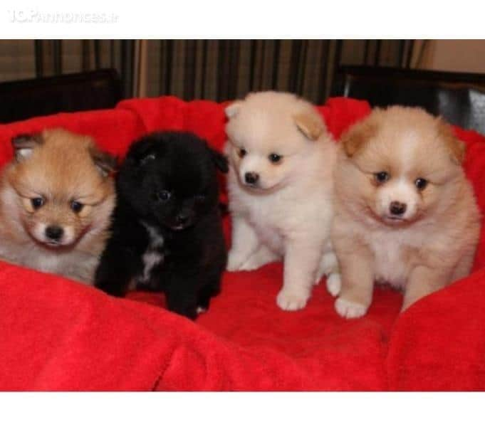 chiots spitz nain lof